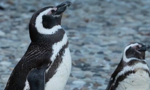 Magellanic Penguin